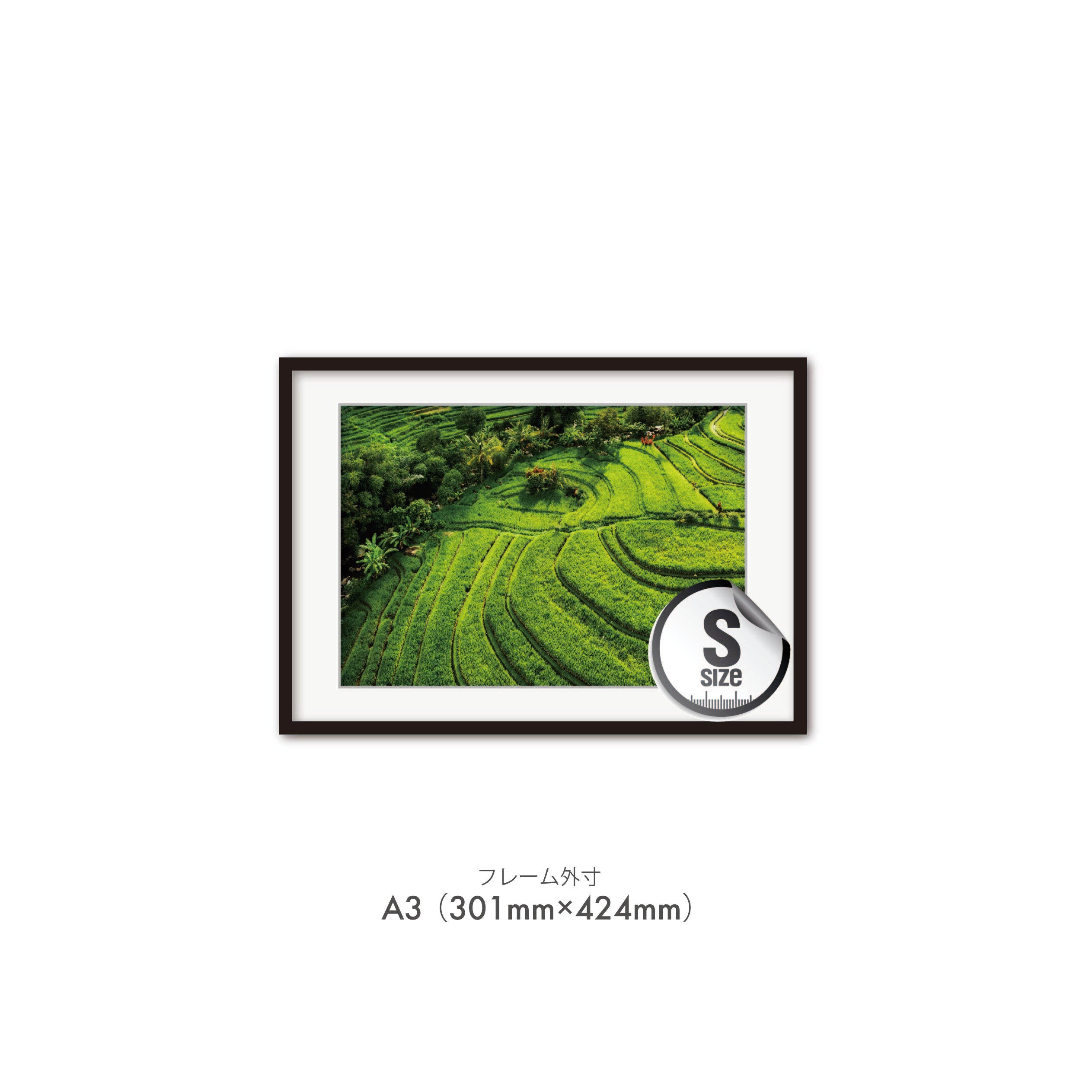 rice terraces in the summer, Bali