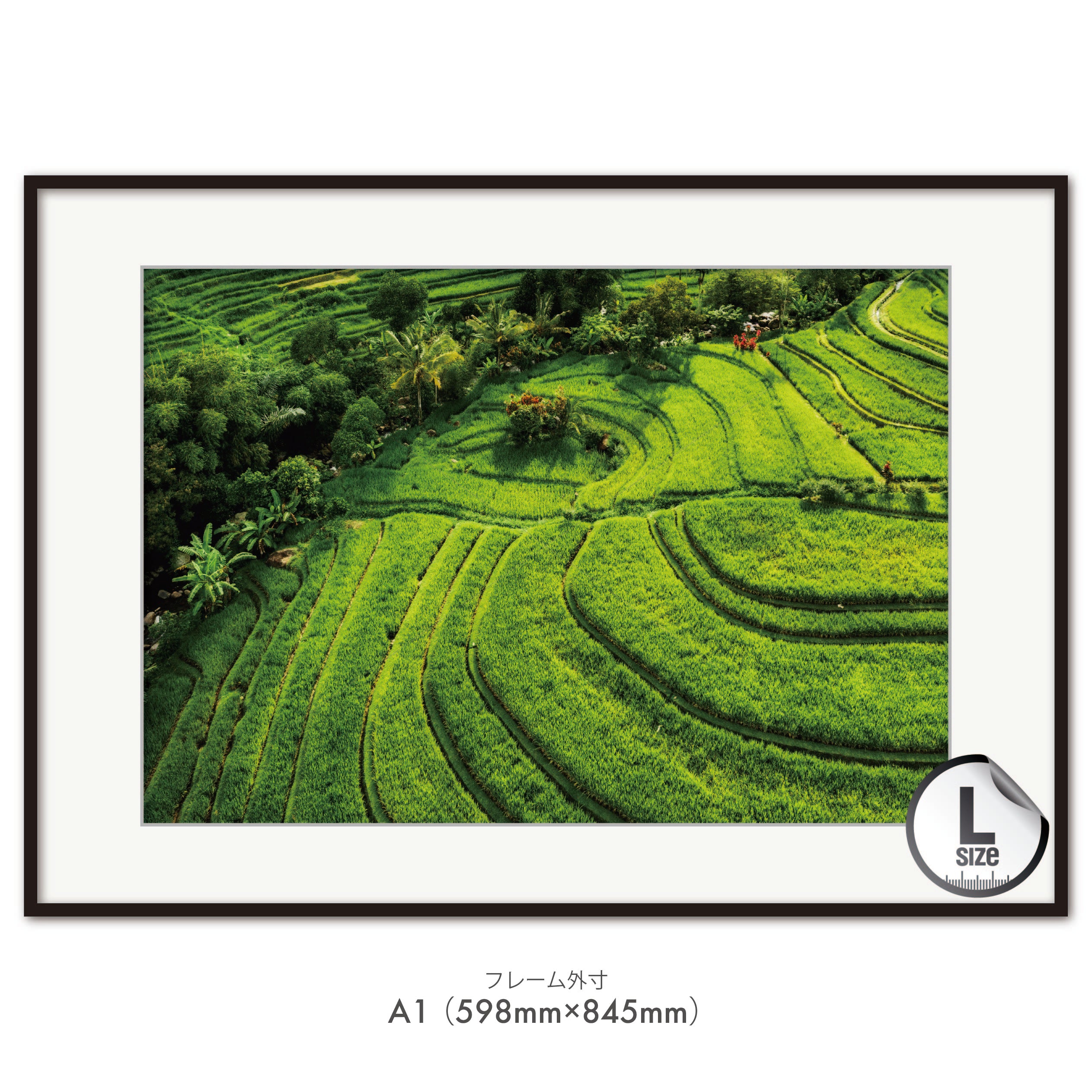 rice terraces in the summer, Bali